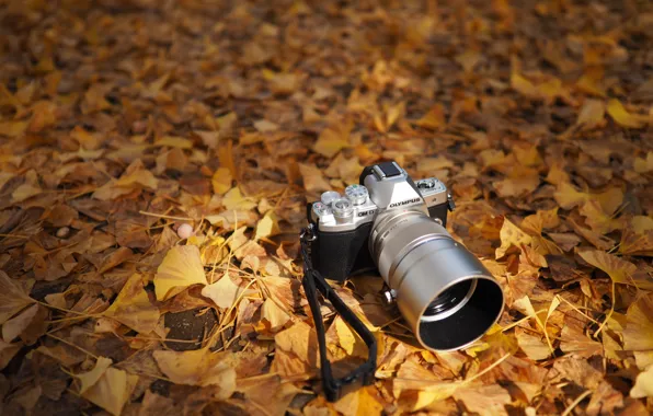 Picture autumn, leaves, the camera, Olympus OM-D