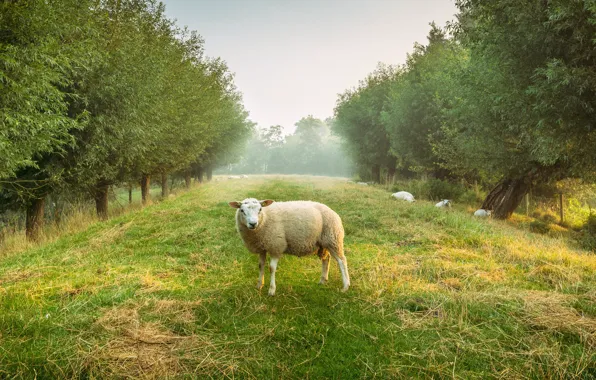 Greens, grass, trees, nature, foliage, sheep, garden, hay