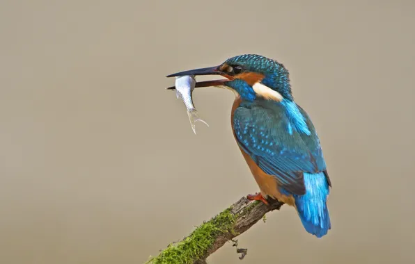 Picture bird, fish, Kingfisher, catch