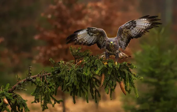 Picture trees, branches, bird, needles, predatory, Eagle, wingspan