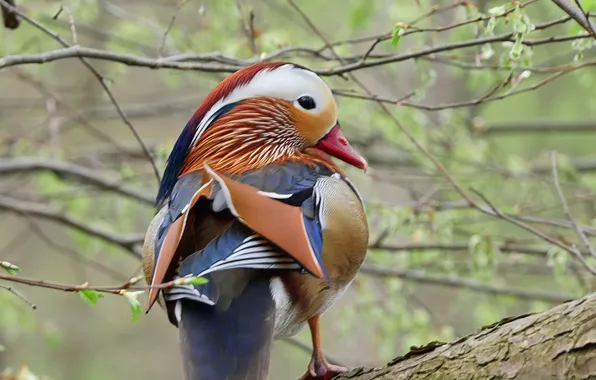 Wallpaper, red, forest, trees, bird, background, mandarin, branch