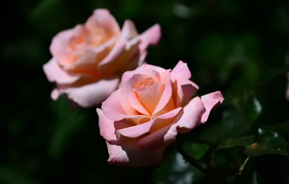 Picture macro, background, roses, buds