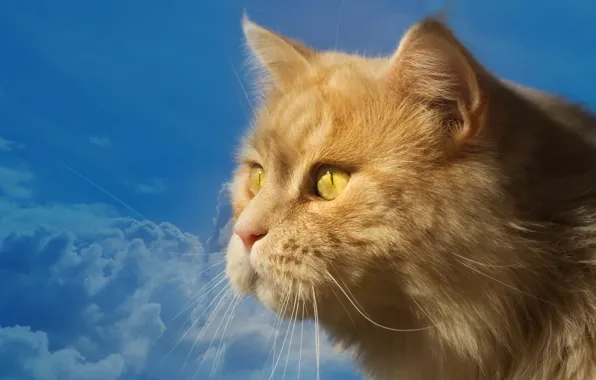The sky, cat, look, blue, portrait, muzzle, profile, red cat