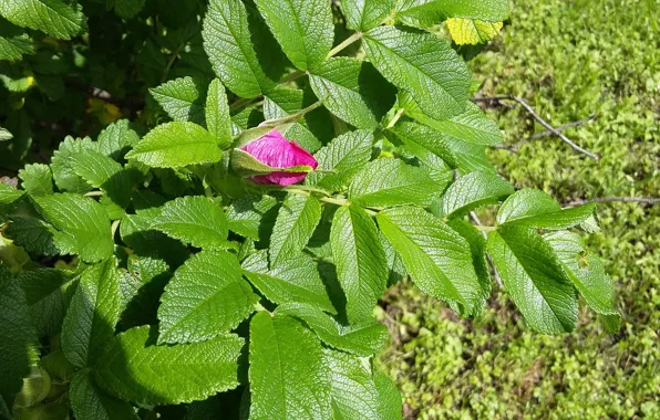 Picture greens, leaves, branch, Bud, briar, veins, sunlight