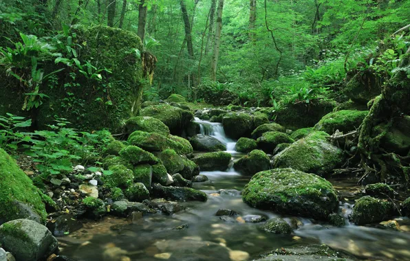 Picture greens, forest, stream, Silence