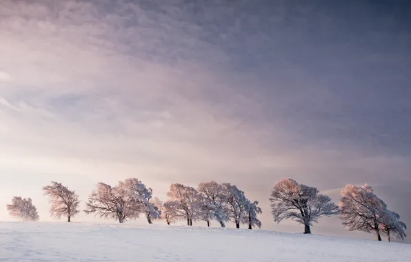 Winter, trees, the wind, line, horizon, trees, line, winter