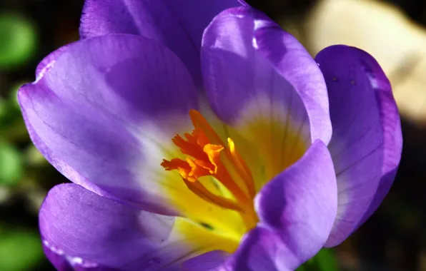 Picture flower, spring, petals, Krokus