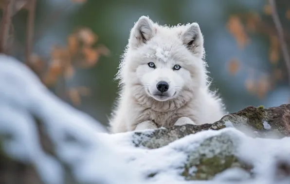 Winter, look, snow, nature, pose, wolf, face, the cub