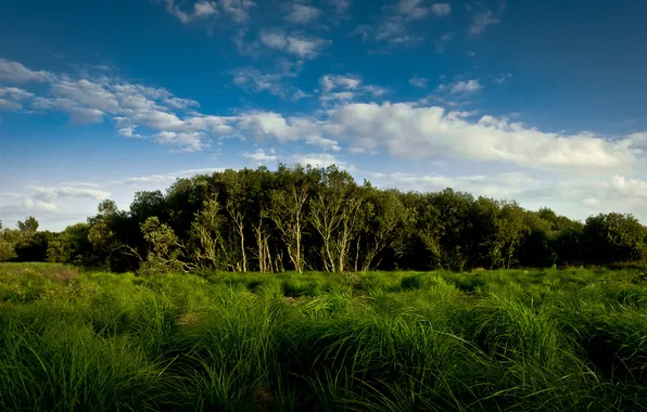 Forest, the sky, grass, clouds, trees