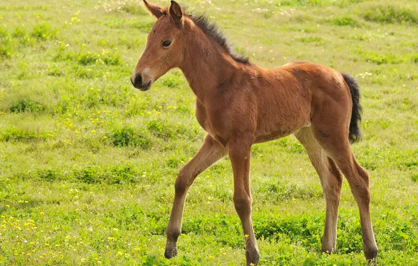 Horse, foal, horse