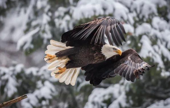 Bird, wings, flight, bokeh, Bald eagle