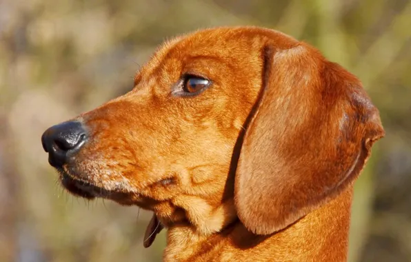 Handsome, Dachshund, Figaro