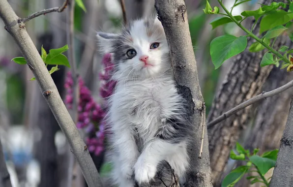 Cat, nature, tree