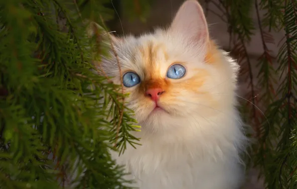 Picture cat, needles, branches, portrait, muzzle, kitty, blue eyes, cat