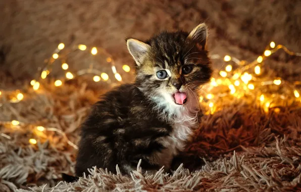 Language, cat, look, lights, pose, kitty, New year, fur