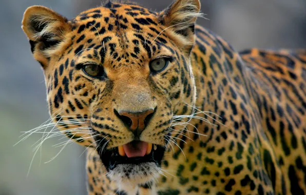 Picture face, portrait, leopard, wild cat