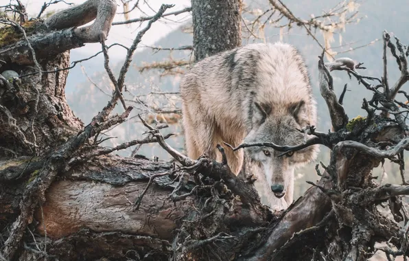 Nature, predator, animal, wolf, wildlife, portrait, portrait., Canis lupus. face