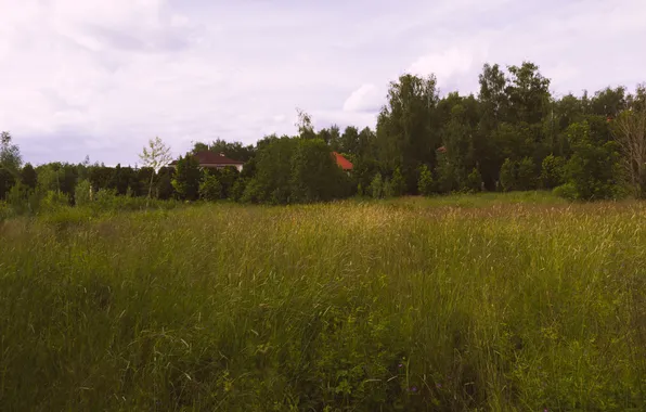 Field, forest, summer, the sky, grass, clouds, trees, nature