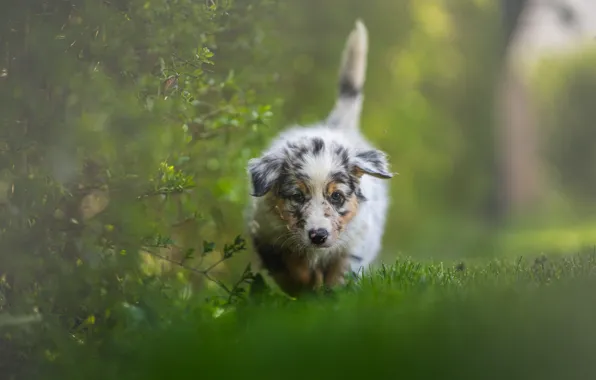 Greens, nature, dog, puppy