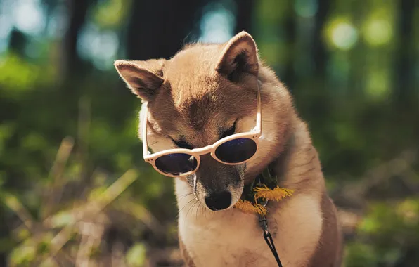 Portrait, dog, glasses, leash, dandelions, face, sunglasses, Shiba inu