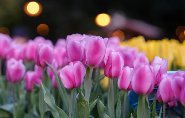 Picture flowers, tulips, pink, buds, bokeh