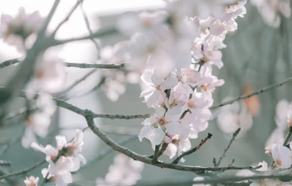 Light, flowers, branches, cherry, blur, spring, Sakura, gentle