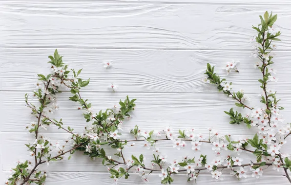 Picture flowers, branches, nature, background, spring, flowering