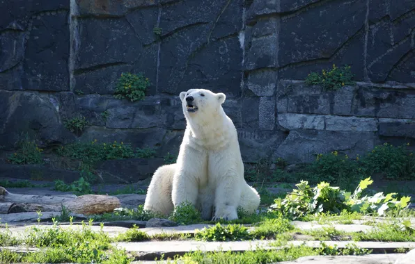 Picture predator, polar bear, Wallpaper White