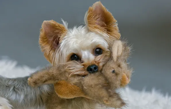 Toy, rabbit, mining, Yorkshire Terrier