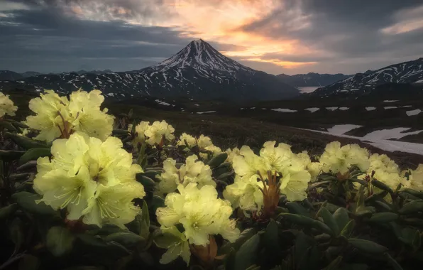 Landscape, flowers, nature, dawn, morning, the volcano, Kamchatka, rhododendrons
