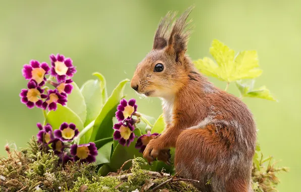 Flowers, nature, protein
