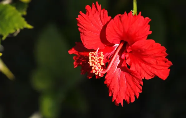 Picture macro, red, petals, hibiscus