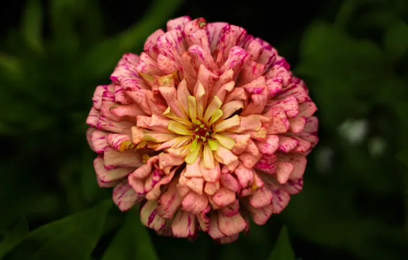 Macro, flowers, flowers, epic