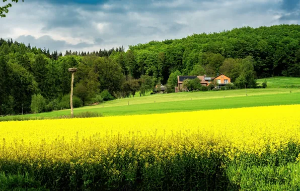 Greens, field, forest, flowers, house, post, spring, yellow