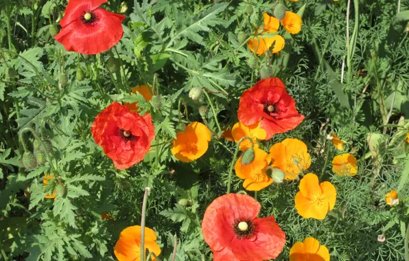 Maki, Flowerbed, Escholzia, Meduzanol ©, Spring 2018