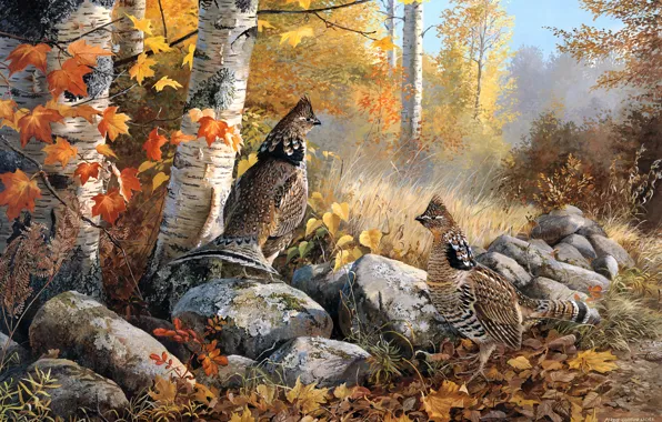 Autumn, forest, leaves, trees, birds, branches, nature, stones