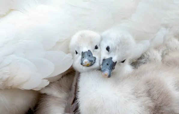 Picture pose, bird, two, wings, baby, white, a couple, Duo