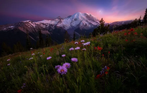 Sky, Landscape, Sun, Rainier, Mount, Wildflowers