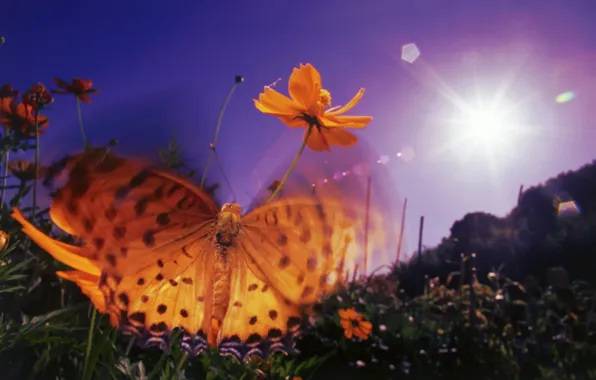 Picture purple, the sky, the sun, flowers, orange, glare, butterfly, wings