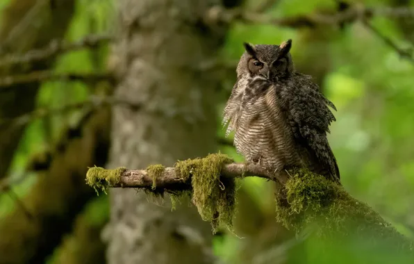 Branches, owl, bird, green background