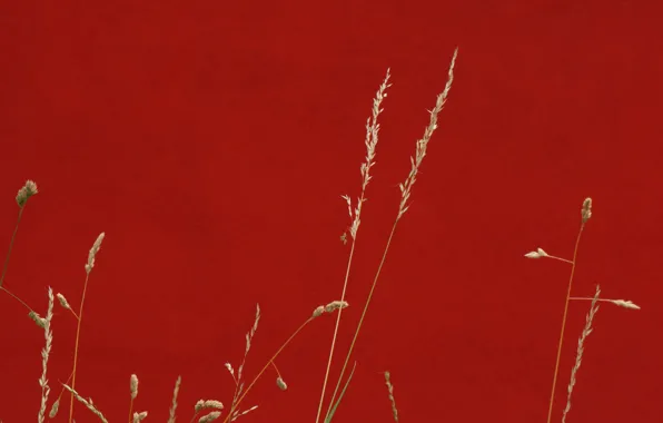 Grass, background, color