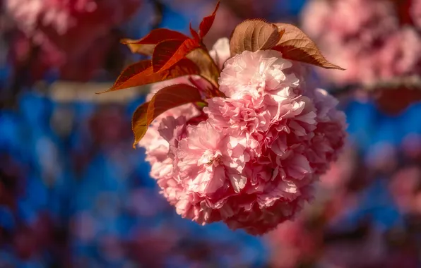 Leaves, light, flowers, branch, spring, Sakura, pink, flowering