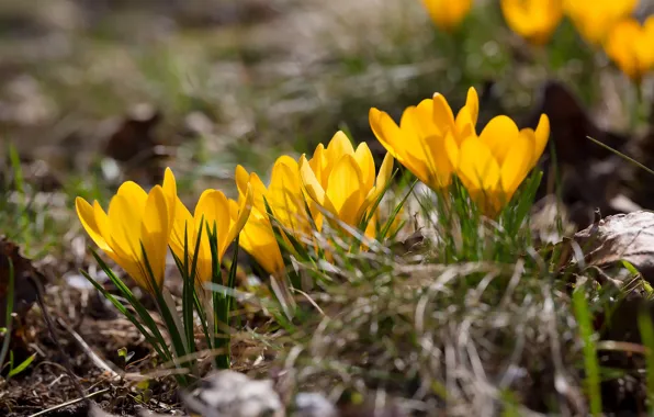 Picture flowers, yellow, glade, spring, crocuses