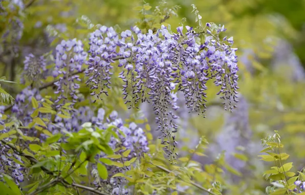 Tree, flowering, flowers, lilac, wisteria, Wisteria