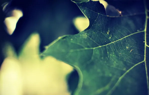 Picture macro, sheet, background, maple