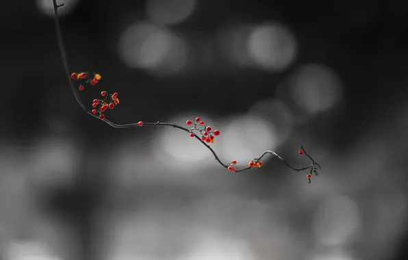 Picture nature, berries, branch