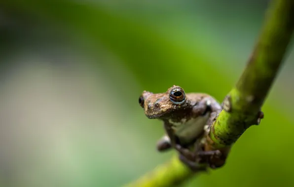Forest, frog, Dendropsophus marmoratus