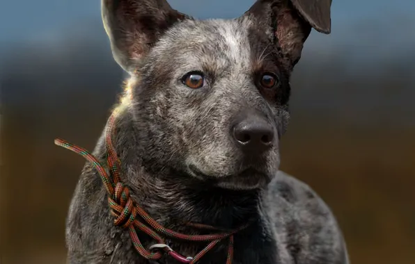 Dog, Ubisoft, Game, Far Cry 5