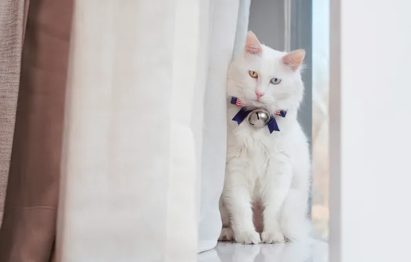 Cat, white, cat, look, background, light, fluffy, window