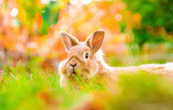 Autumn, grass, nature, background, glade, rabbit, red, face